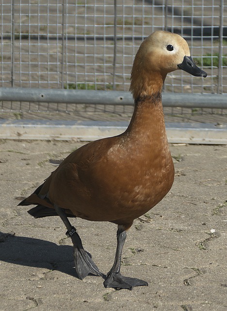 活应对